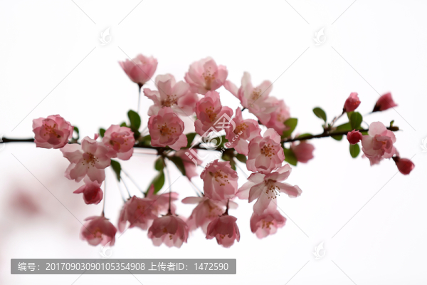 垂絲海棠