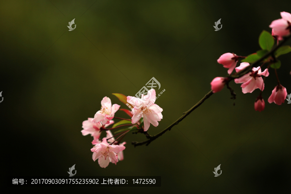 垂絲海棠