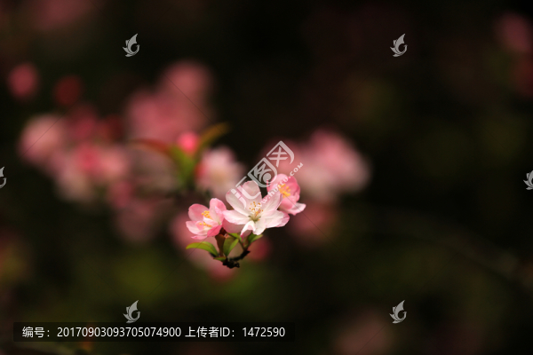 垂絲海棠