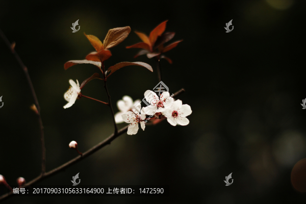 紅葉李