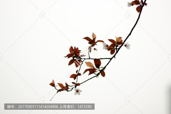 紅葉李