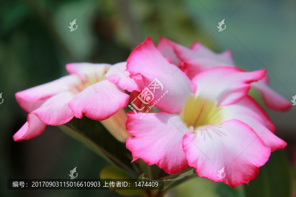 沙漠玫瑰