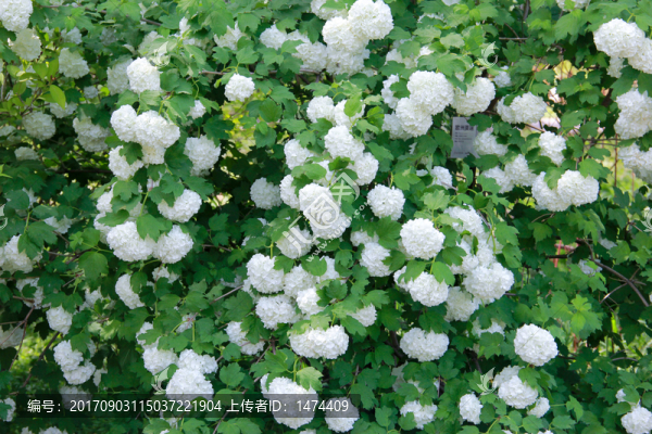 歐洲莢迷花