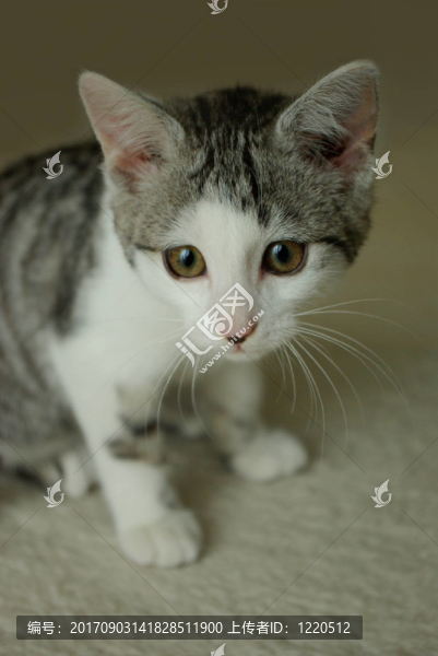 katzenkind