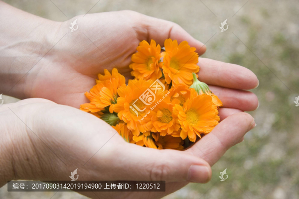 金盞花