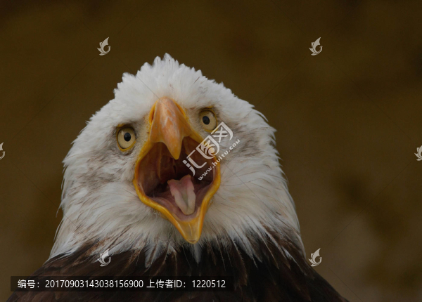 鳥(niǎo)