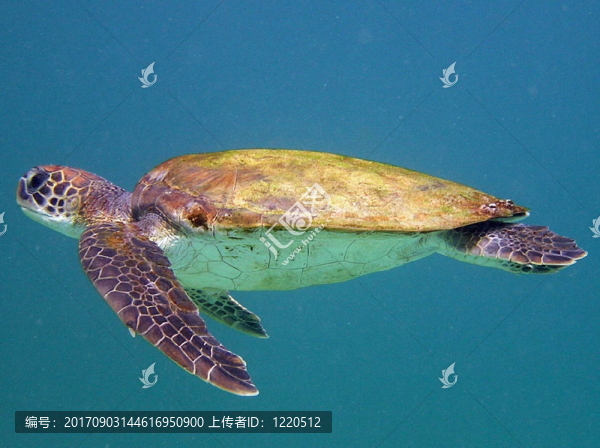 魚