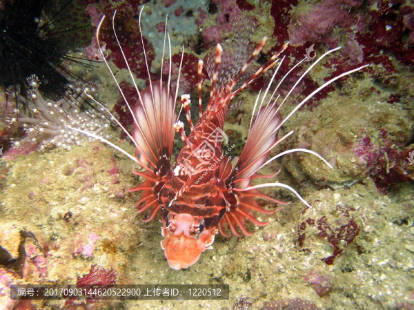 獅子魚阿曼