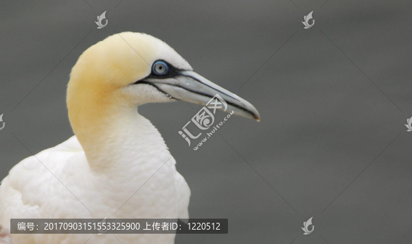 塘鵝肖像