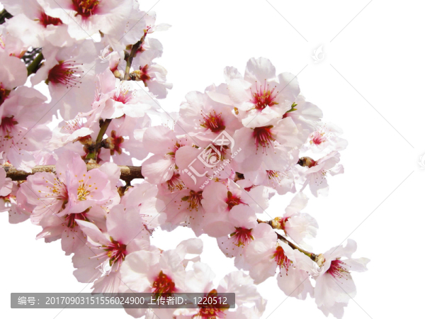 櫻花