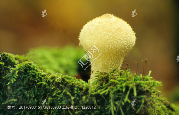 苔蘚