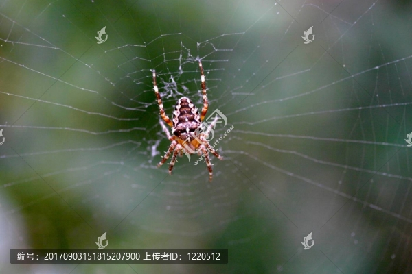蜘蛛網(wǎng)