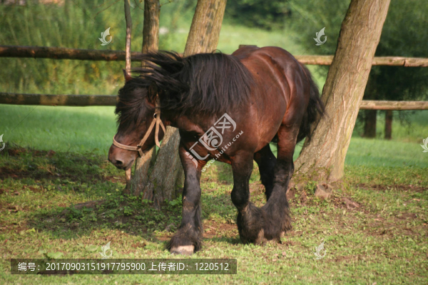 馬