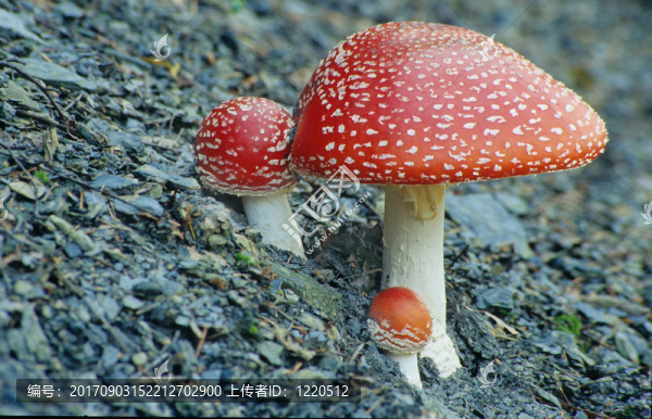 粉木耳