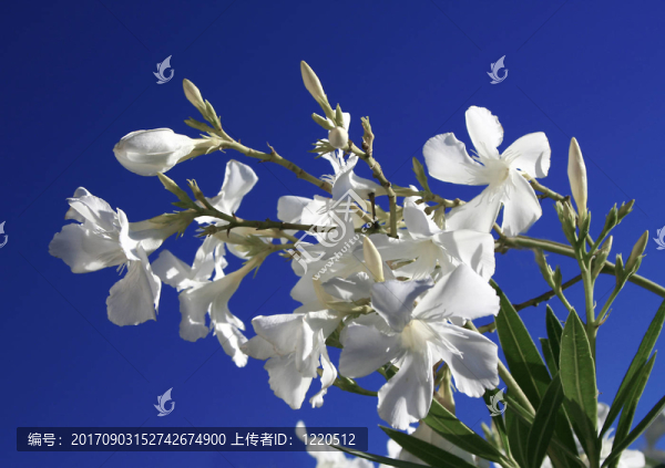白色夾竹桃