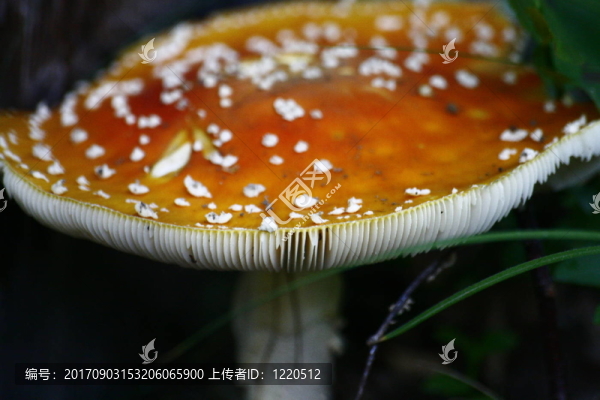 羊肚菌，紅的，白的點(diǎn)