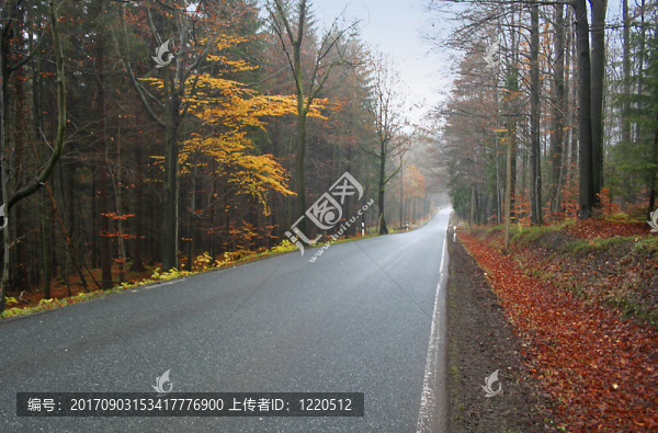 穿過(guò)森林的路