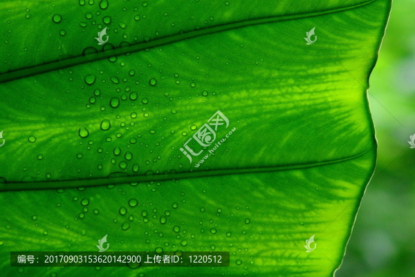 香蕉葉