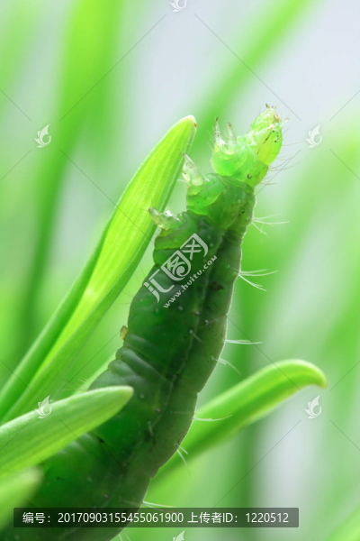 偽裝