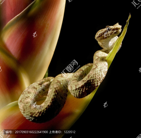 botriechis鲉