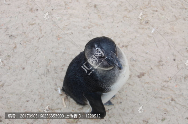 企鵝