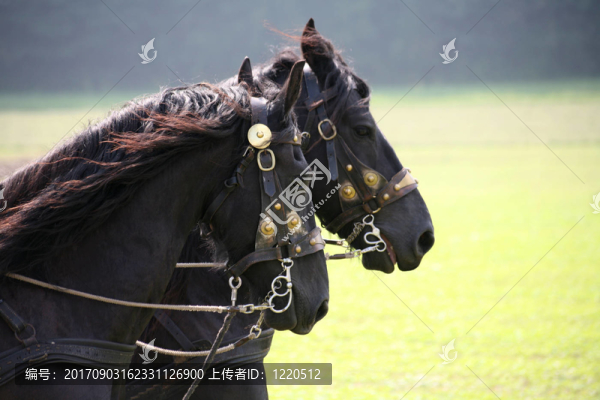 弗里森