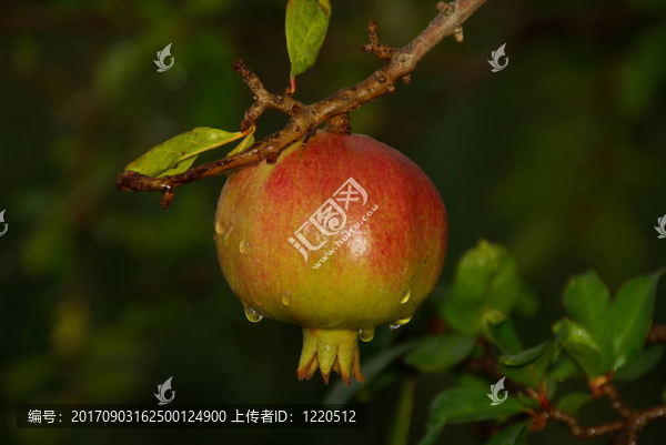 石榴08