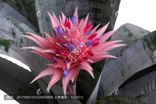 bromeliad,02