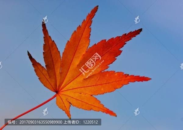 葉
