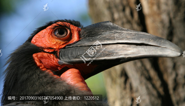 犀鳥