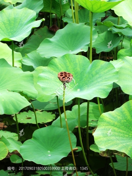 荷葉蓮蓬