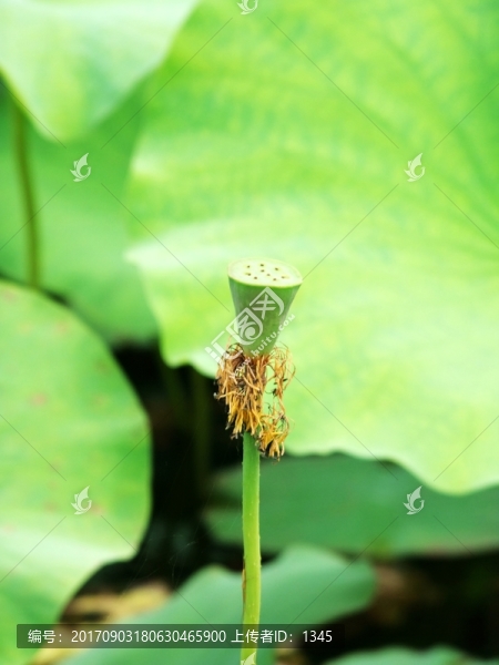 蓮蓬荷葉
