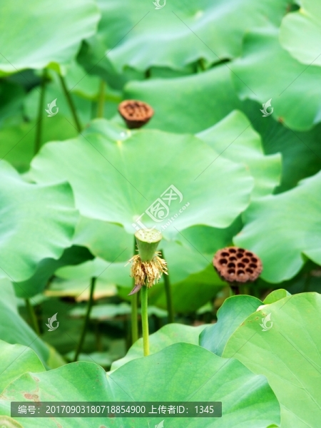荷葉蓮蓬