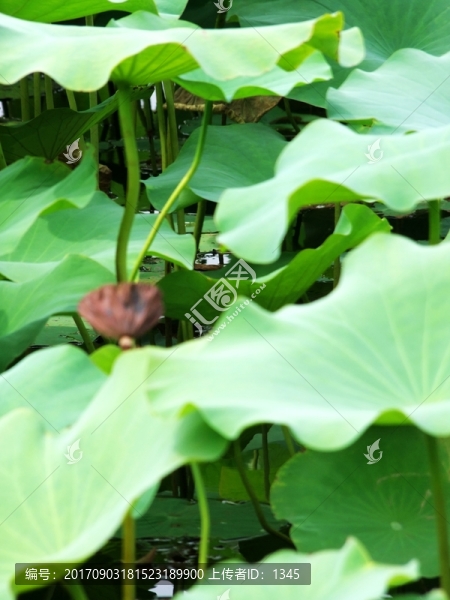 荷葉