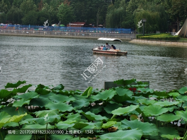 公園荷塘