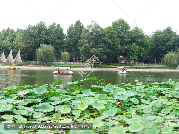 公園荷塘風景