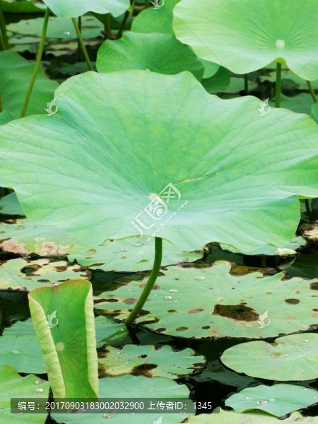 荷葉特寫