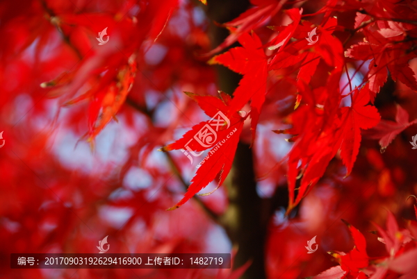 楓葉