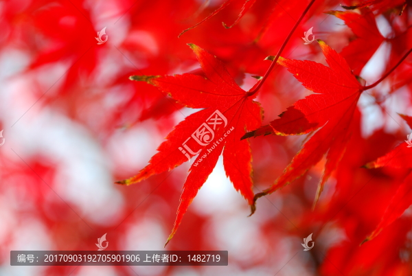 楓葉
