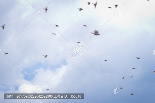 森林,麻雀,飛鳥,鳥群