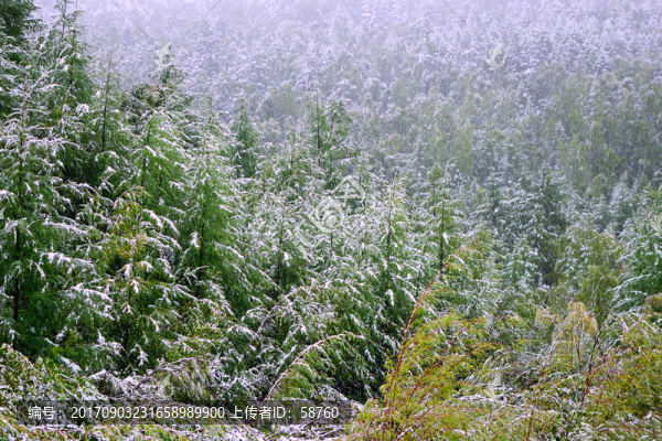 初秋森林雪景