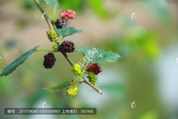 野桑葚野桑椹