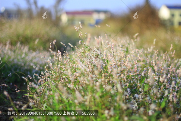 田間白色野草