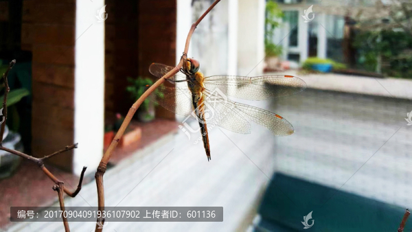 蜻蜓透明的翅膀