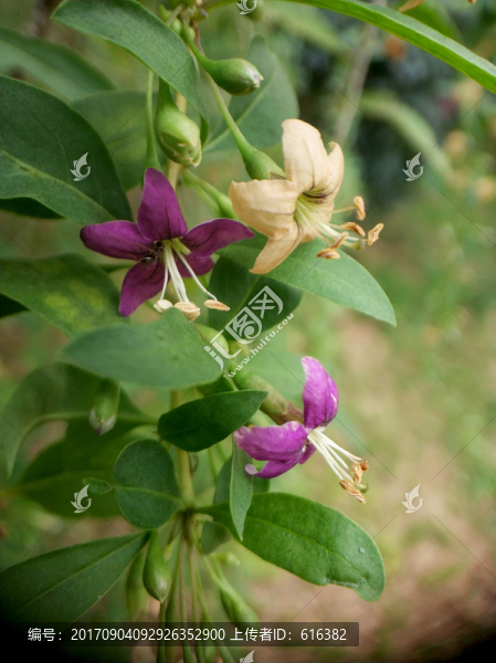 枸杞子花