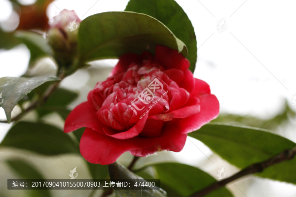 山茶花