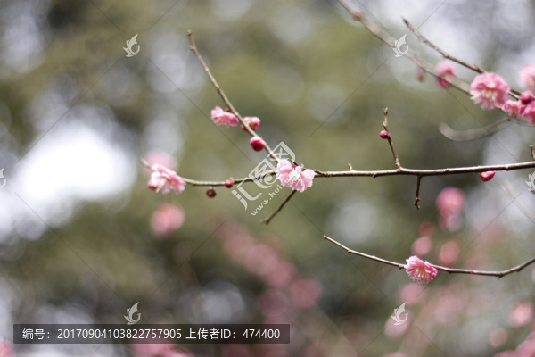 梅花