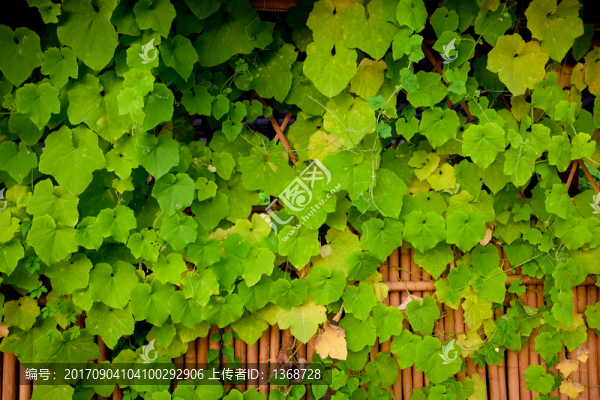 綠植墻