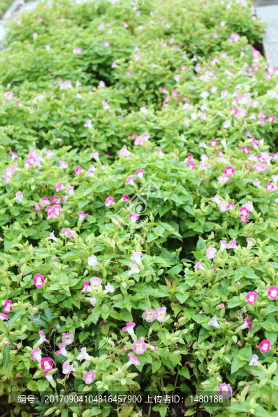 牽?；?野花