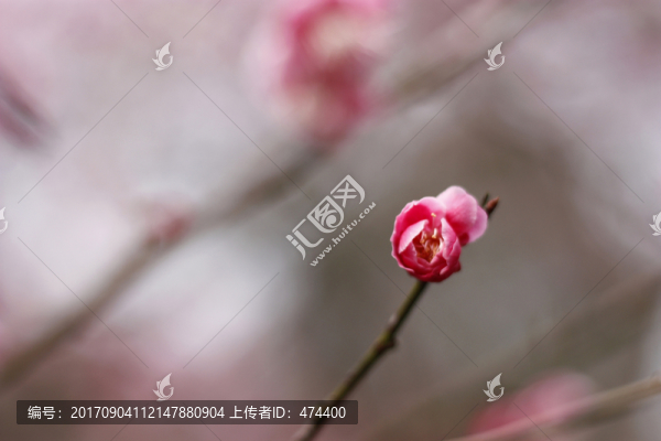 梅花